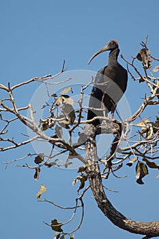 Red-naped ibis Pseudibis papillosa on a tree branch.