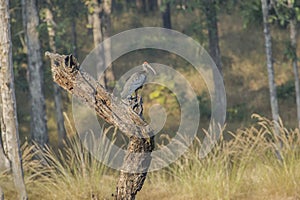 Red-Naped Ibis on Tree Stump