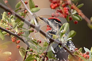 A Red Naped Sapsucker feels safe hidden behind the branches of a fire thorn bush