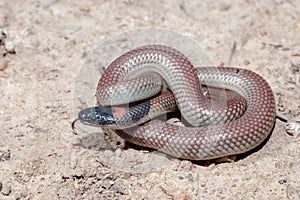 Red-naped Snake photo