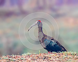 A Red Napped Ibis