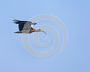 A Red Napped Ibis