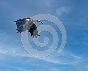 A Red Napped Ibis