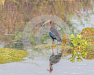 A Red Napped Ibis resting at the bank