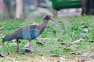A Red Napped Ibis walking on grassland