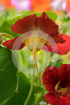 Red Nasturtium