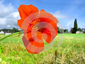 Red nasturtium flower