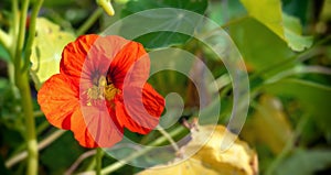 Red nasturtium flower in the summer garden