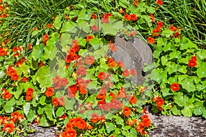 Red Nasturtium flowers in the garden