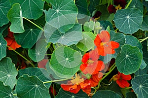Red Nasturtiums with green round leaves in a spring season at a botanical garden.