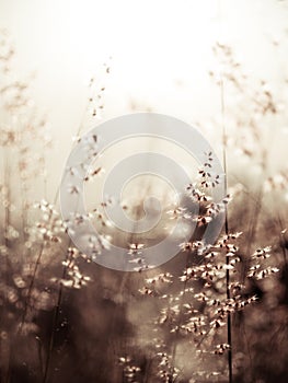 Red natal grass (shallow dof abstract background, warm colors, p