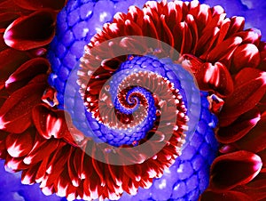 Red navy purple flower spiral abstract fractal effect pattern background. Floral spiral abstract pattern fractal. Flower swirl