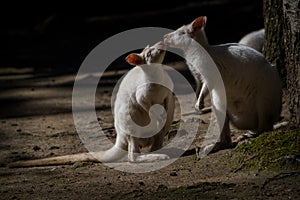 red-necked albino kangaroo in nature