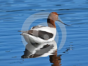 Red-necked Avocet in water turning his nose up