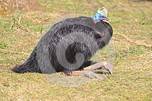 Red-necked cassowary