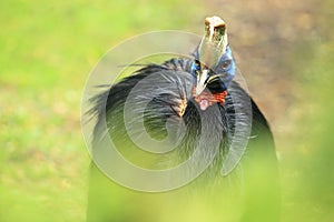 Red-necked cassowary