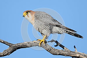 Red-necked falcon