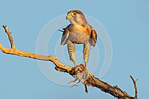 Red-necked falcon with prey