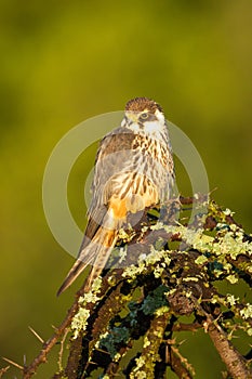 Red-necked falcon on thornbush in golden light