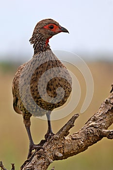 Red-necked Francolin (Francolinus afer)