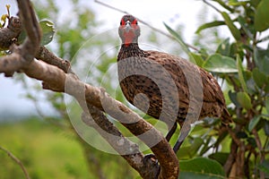 Red-necked Francolin (Francolinus afer)