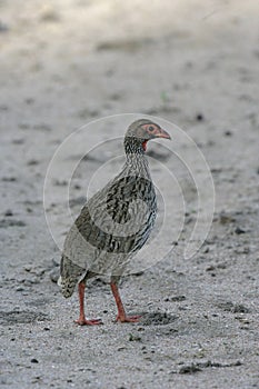 Red-necked francolin, Pternistis afer