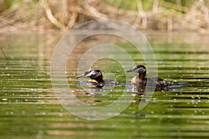 Red-necked Grebe