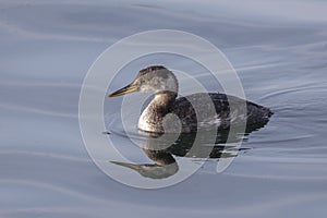 Red necked Grebe