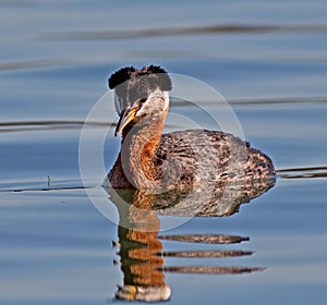 Red-necked Grebe