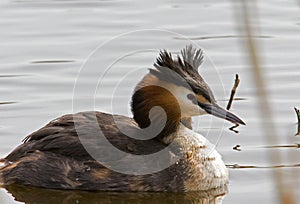 Red Necked Grebe