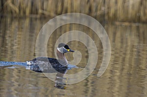 Red necked Grebe