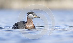 Red-necked Grebe