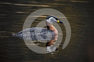 Red necked grebe close up