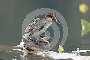 Red-necked grebe mating ritual