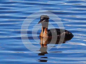 Red Necked Grebe Or Podiceps Grisegena