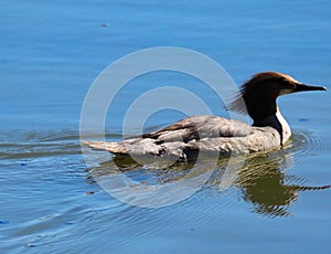 Red Necked Grebe Or Podiceps Grisegena