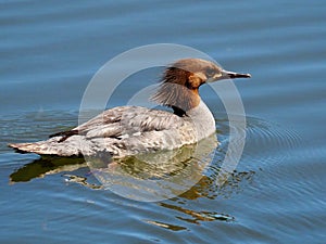 Red Necked Grebe Or Podiceps Grisegena