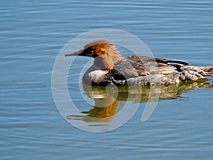 Red Necked Grebe Or Podiceps Grisegena