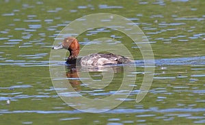 Red Necked Grebe Or Podiceps Grisegena