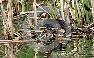 Red Necked Grebe Or Podiceps Grisegena