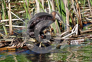 Red Necked Grebe Or Podiceps Grisegena