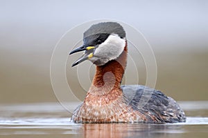 Red-necked grebe (Podiceps grisegena)