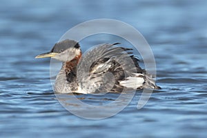 Red-necked Grebe (Podiceps grisegena)