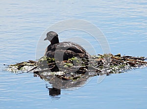 Red Necked Grebe Or Podiceps Grisegena On Nest