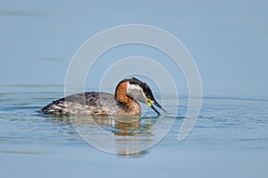 A Red Necked Grebe swimming on a lake