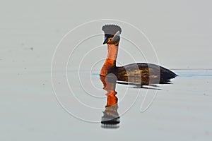 Red Necked Grebe on Water