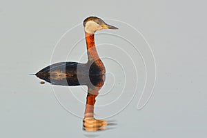 Red Necked Grebe on Water