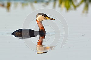 Red Necked Grebe on Water