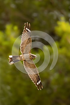 Red necked Nightjar in flight photo