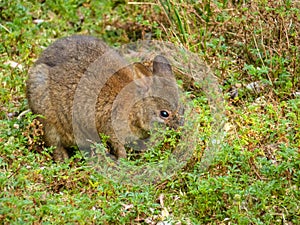 Red-Necked Pademelon